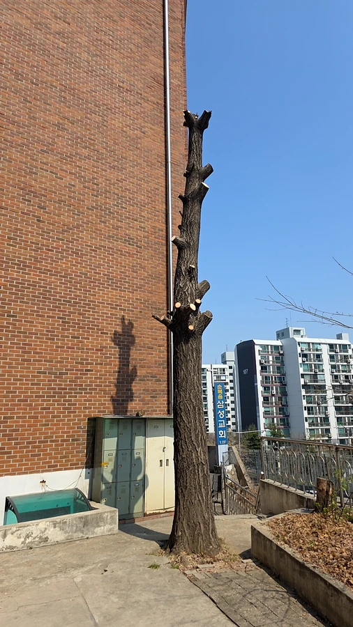 벌목