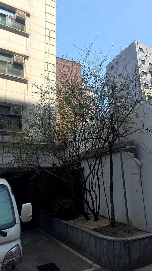 벌목