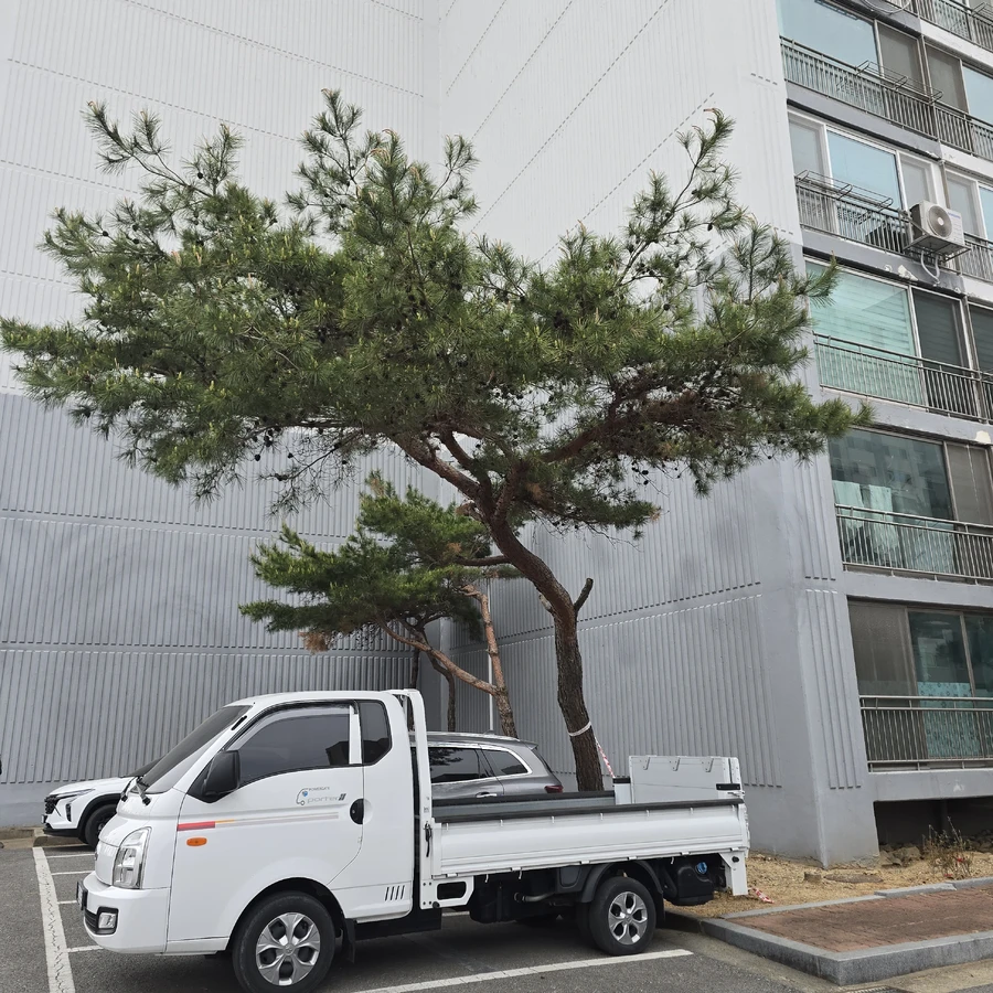 나무전지및벌목