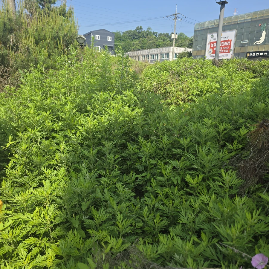 예초및벌초