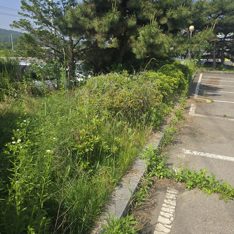 예초및벌초