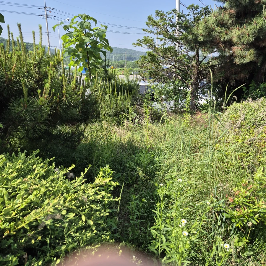 예초및벌초