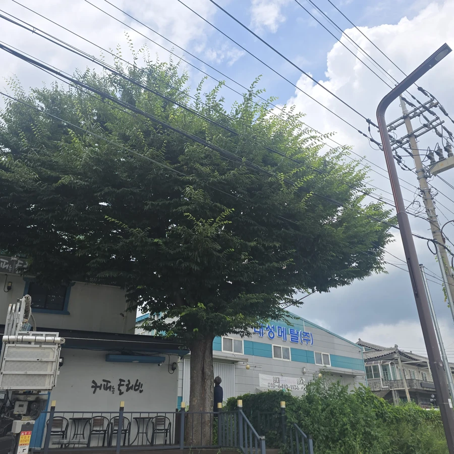 나무전지및벌목