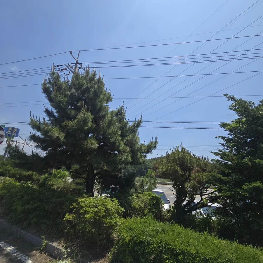 나무전지및벌목