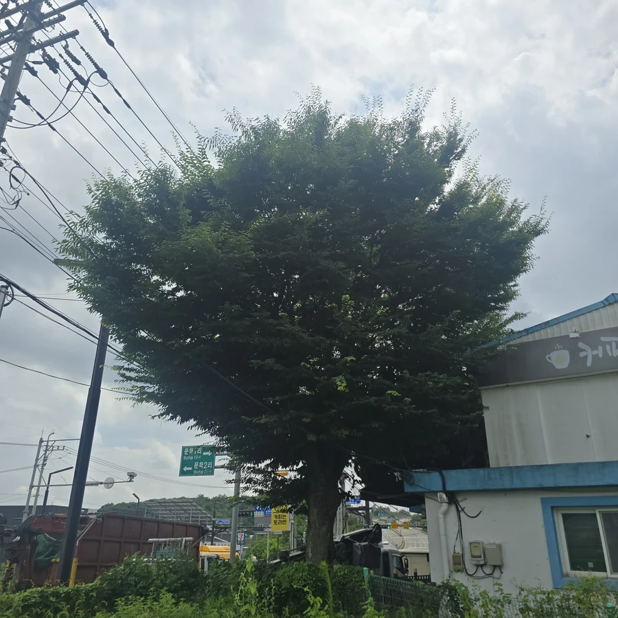 나무전지및벌목