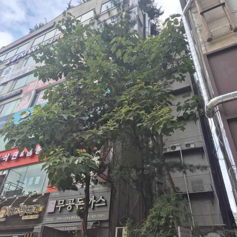나무전지및벌목