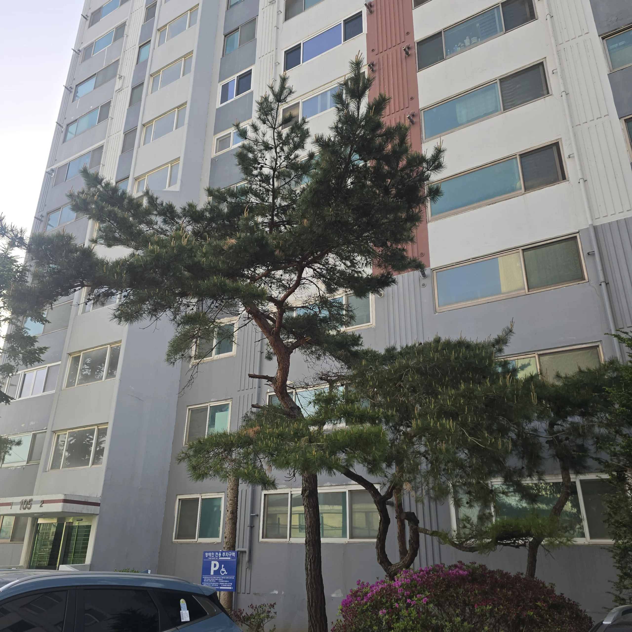 시공 전 - 진천 아파트단지 소나무전지 집사픽스