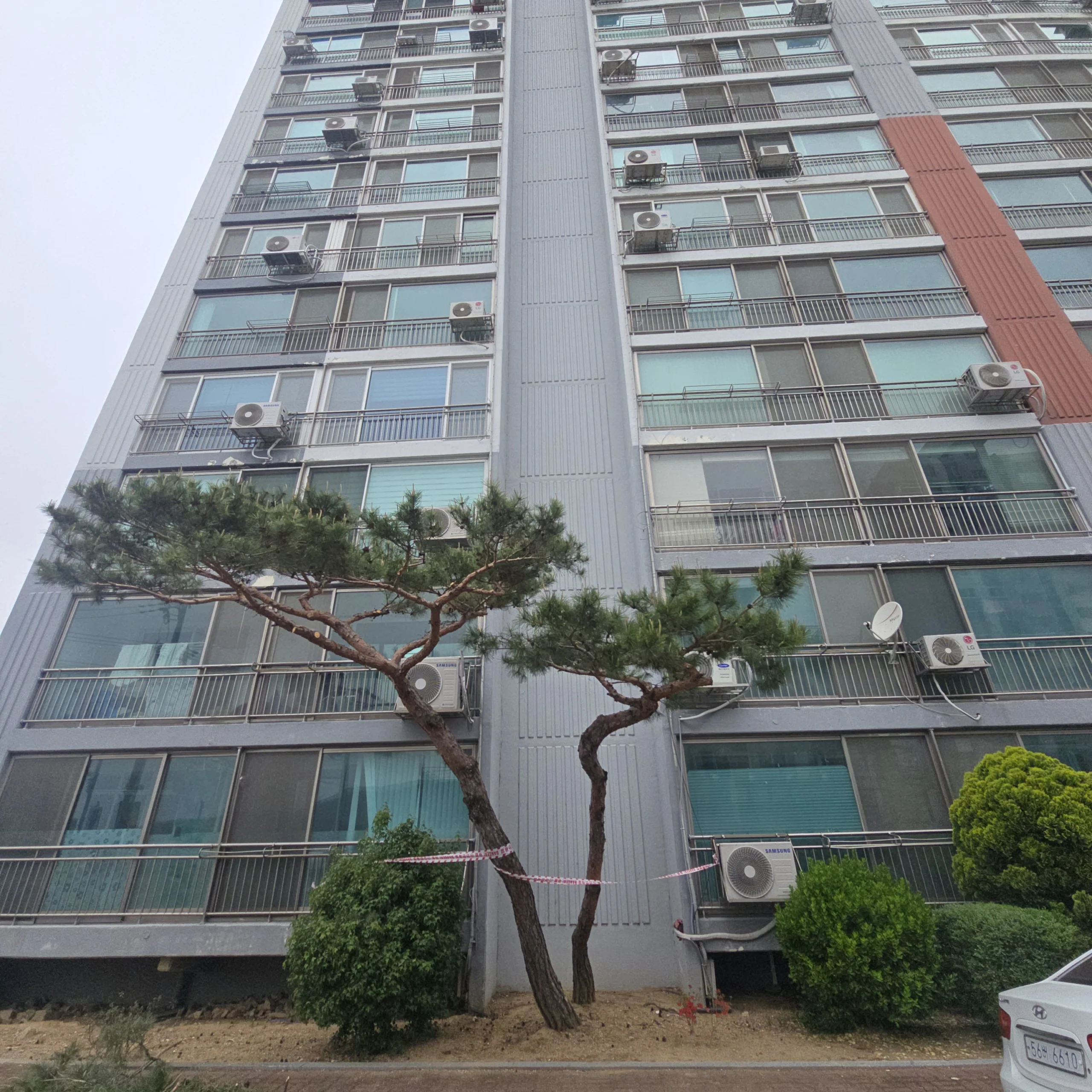 시공 후 - 안성 아파트단지 소나무전지 집사픽스