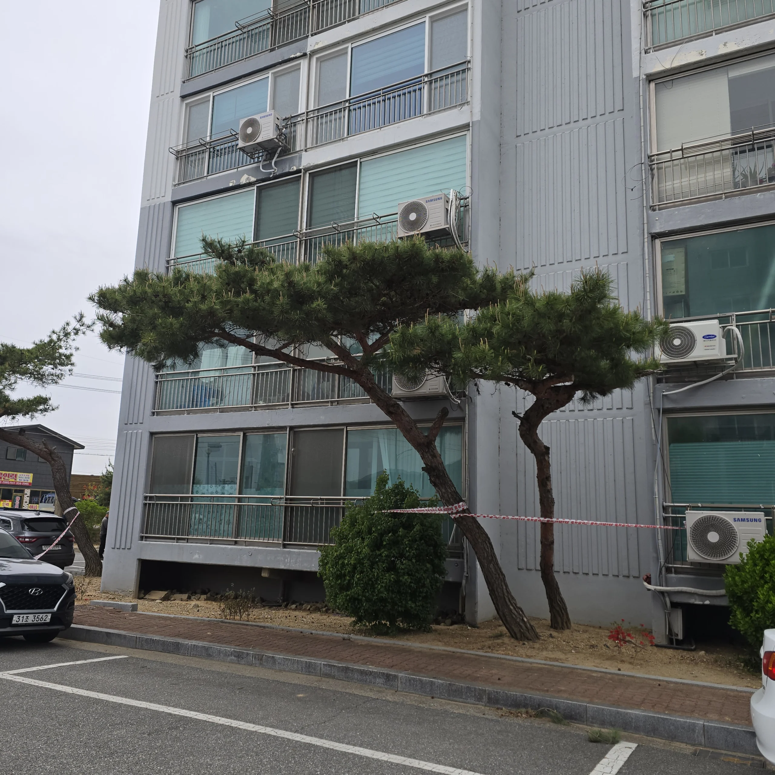 시공 전 - 안성 아파트단지 소나무전지 집사픽스