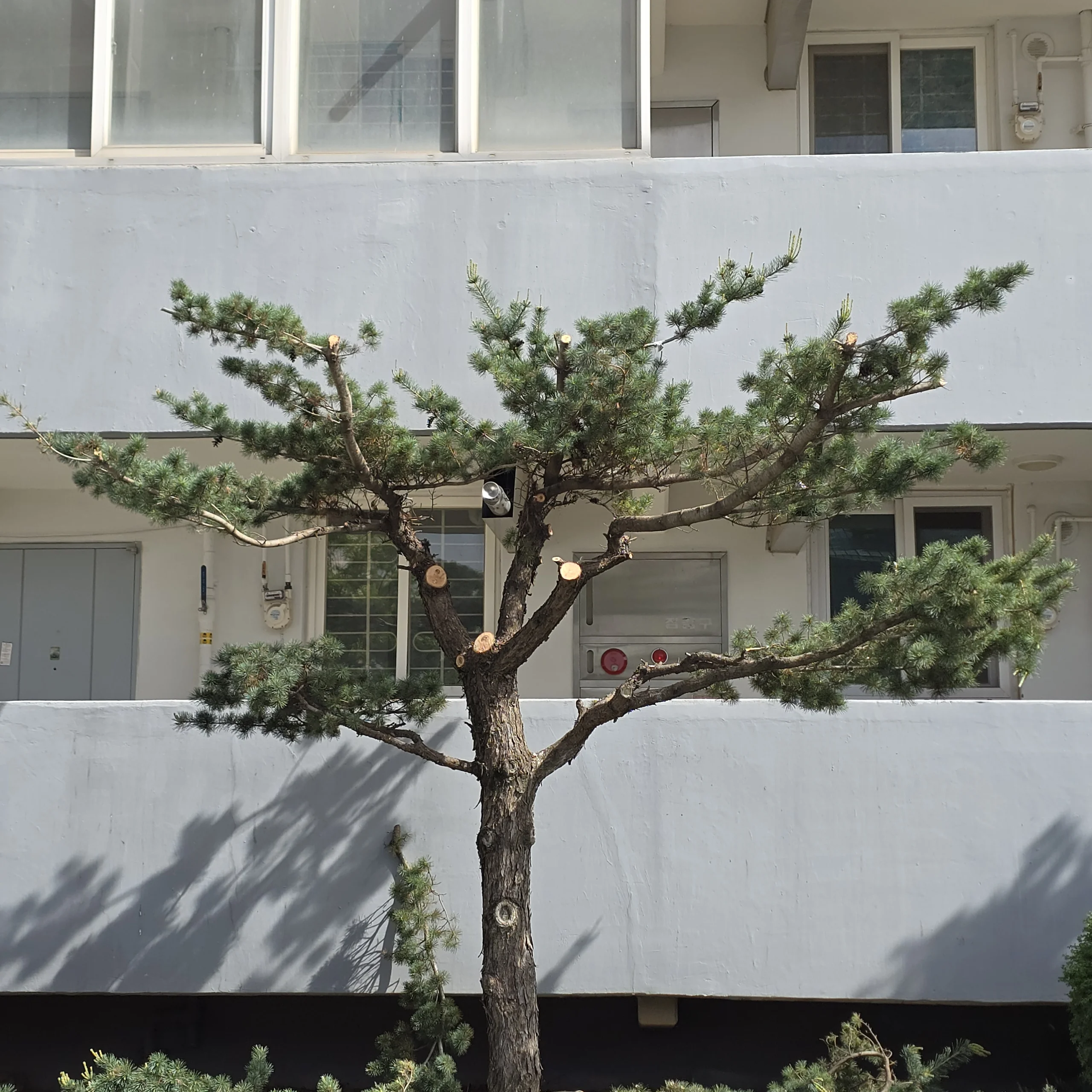 시공 후 - 부평 아파트단지 소나무전지 집사픽스