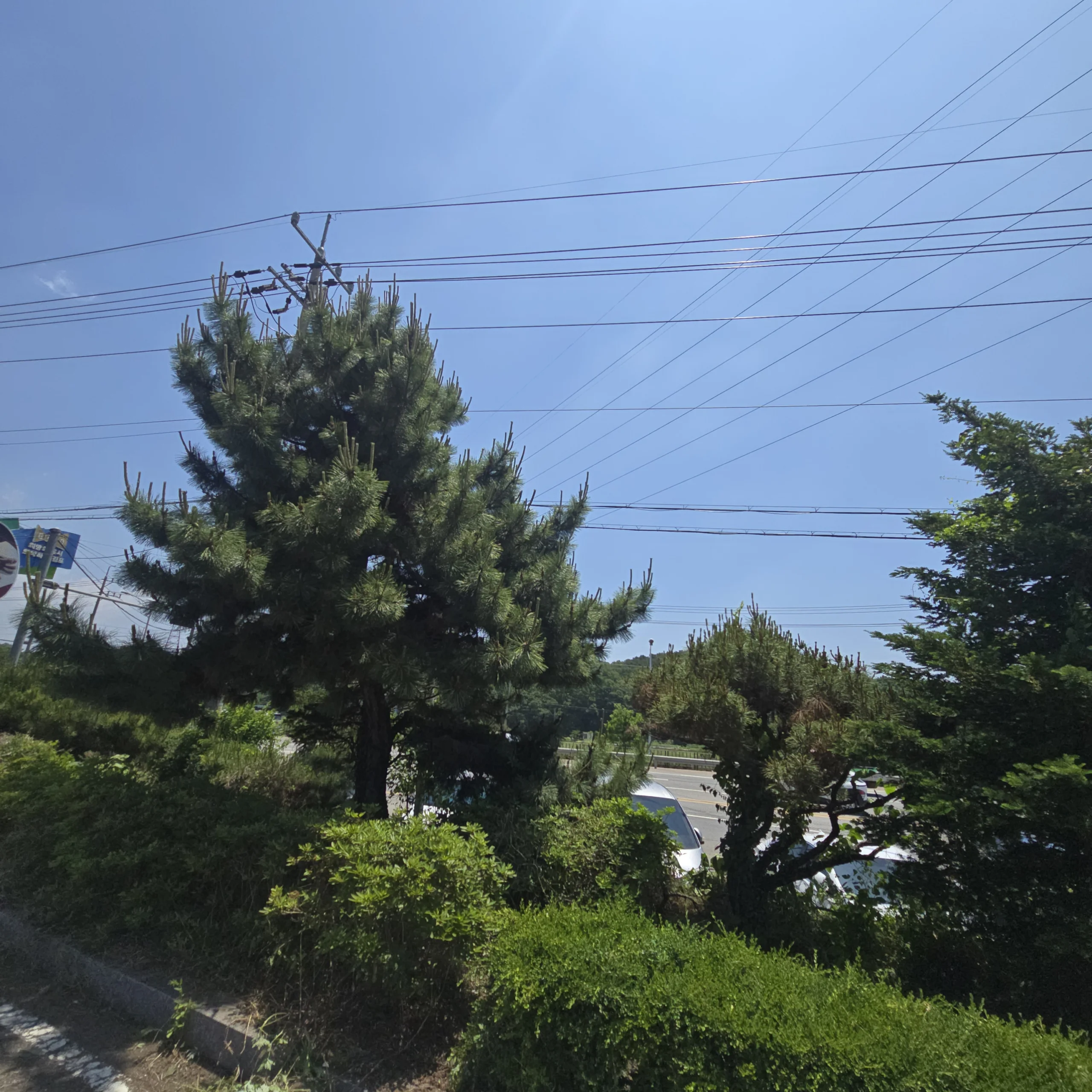 시공 전 - 충주 상가 조경 소나무전지 집사픽스