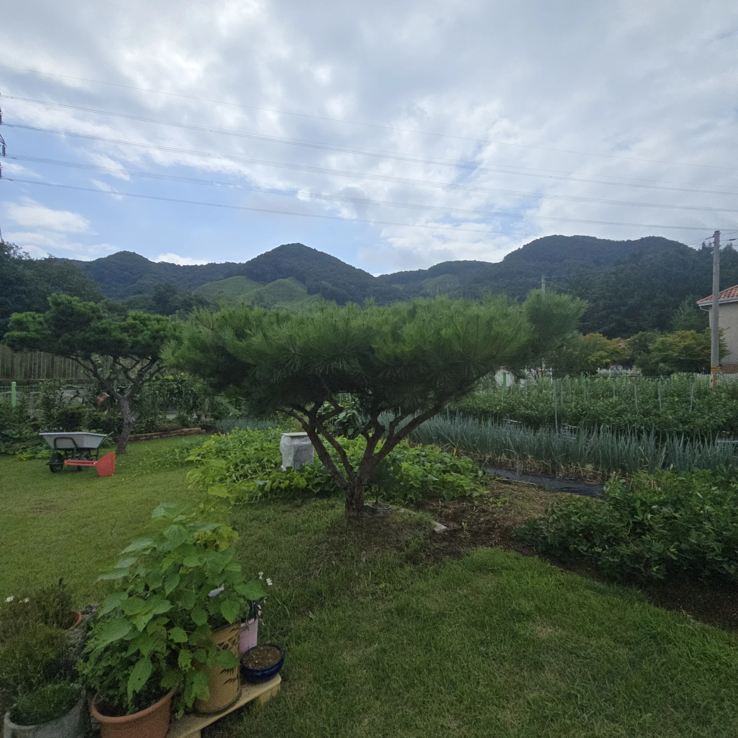 시공 전 - 충주 전원주택 소나무전지 집사픽스