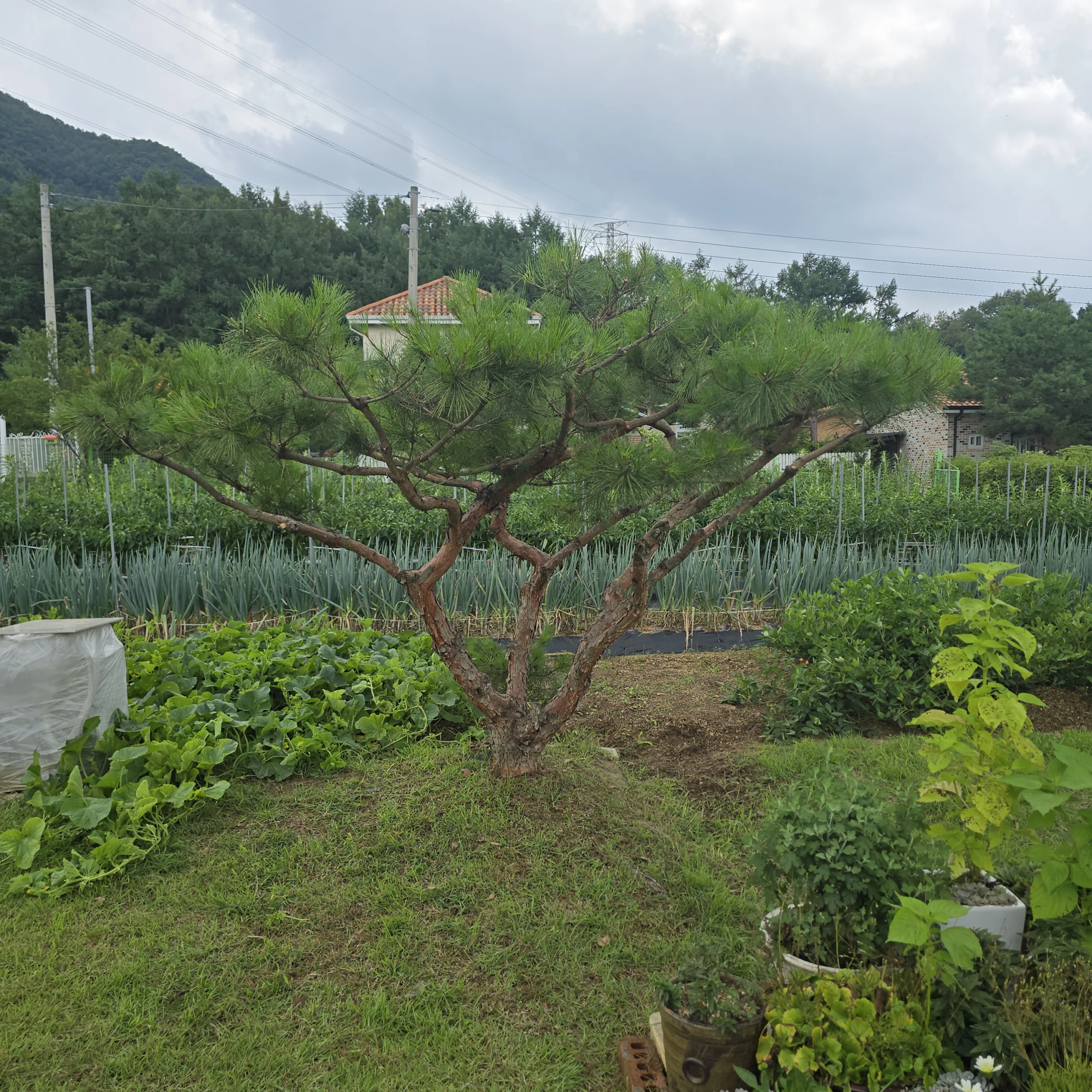 시공 후 - 충주 전원주택 소나무전지 집사픽스