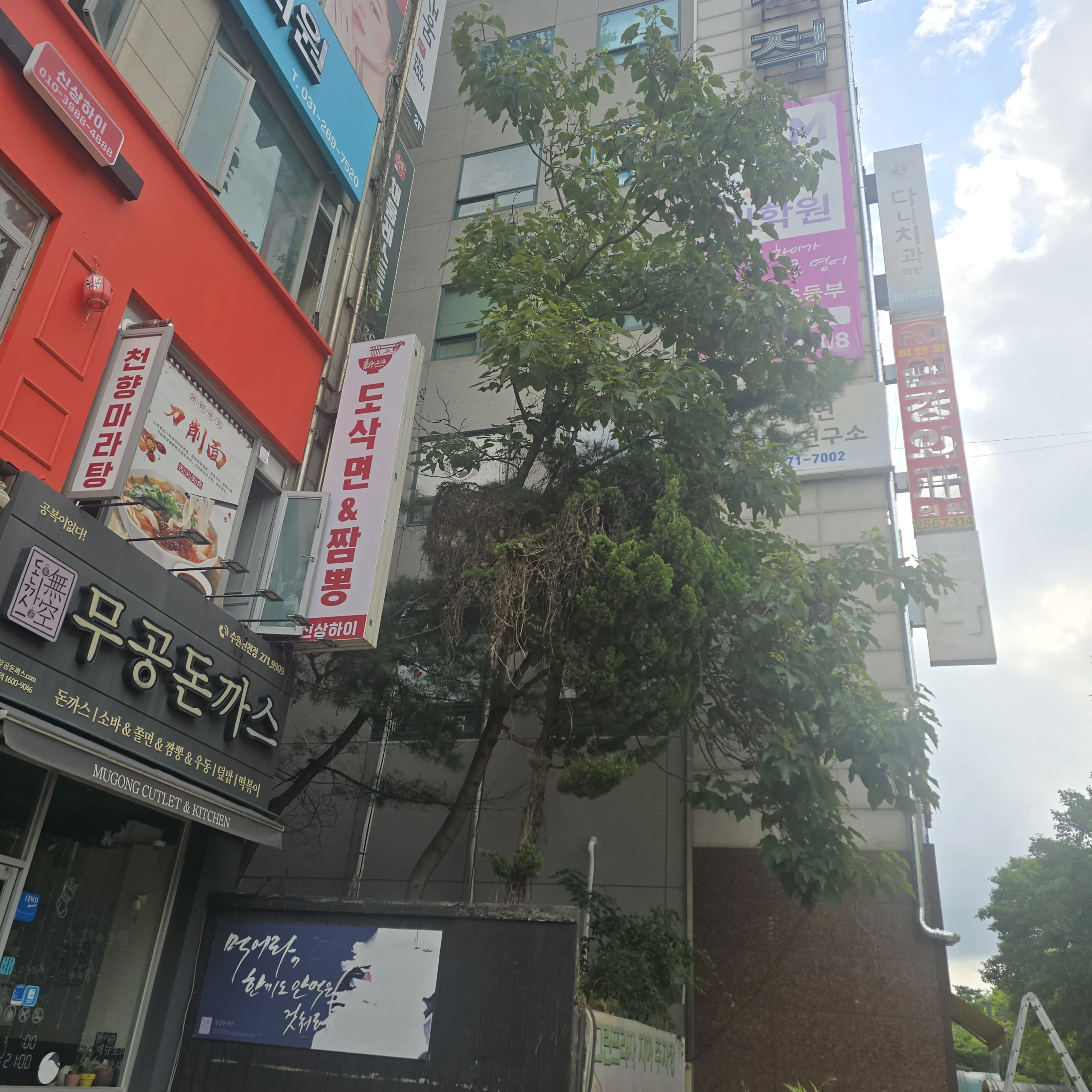 시공 전 - 수원 상가가리는 잣나무벌목 집사픽스