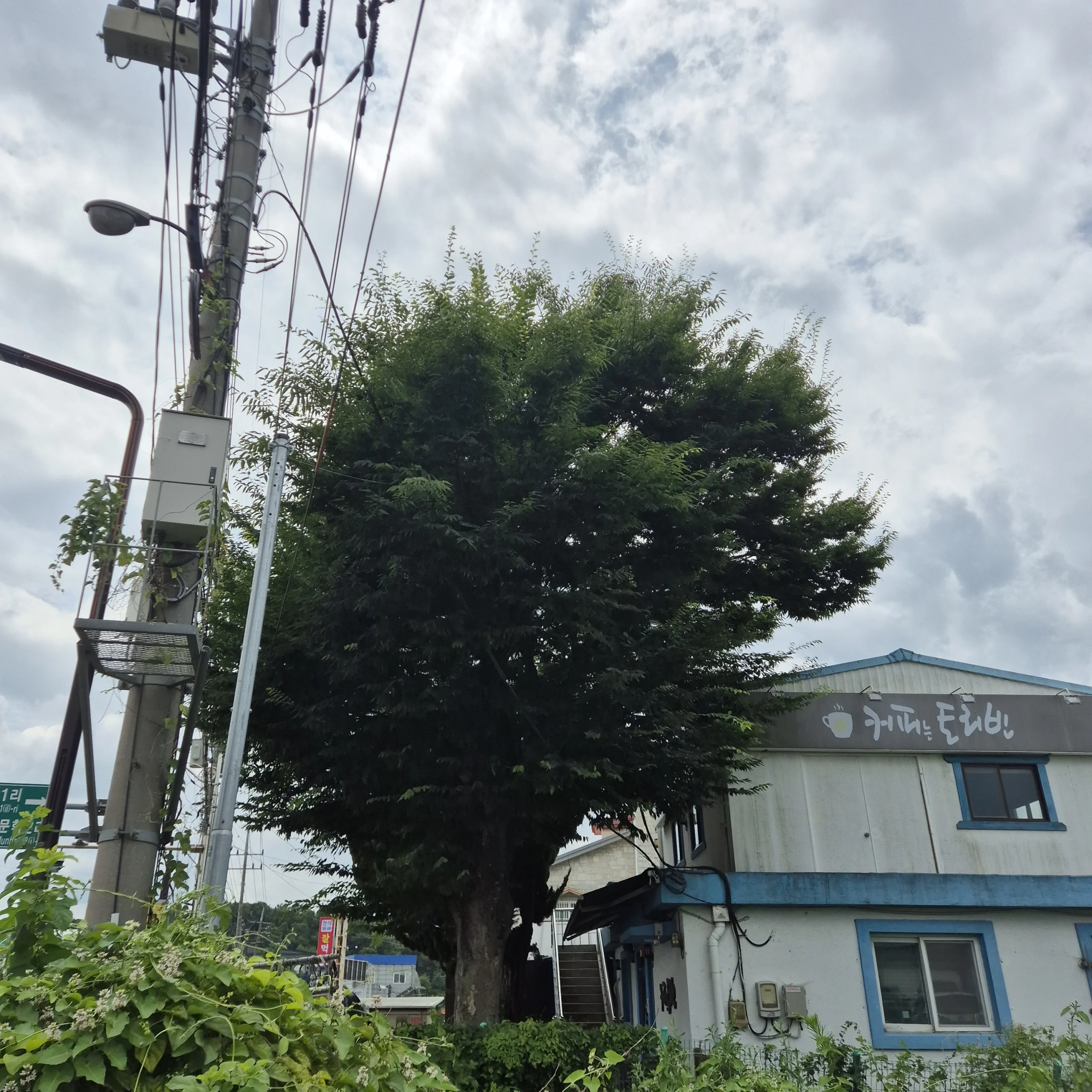 시공 전 - 정남 고압선에 닿은 느티나무전지시공 집사픽스