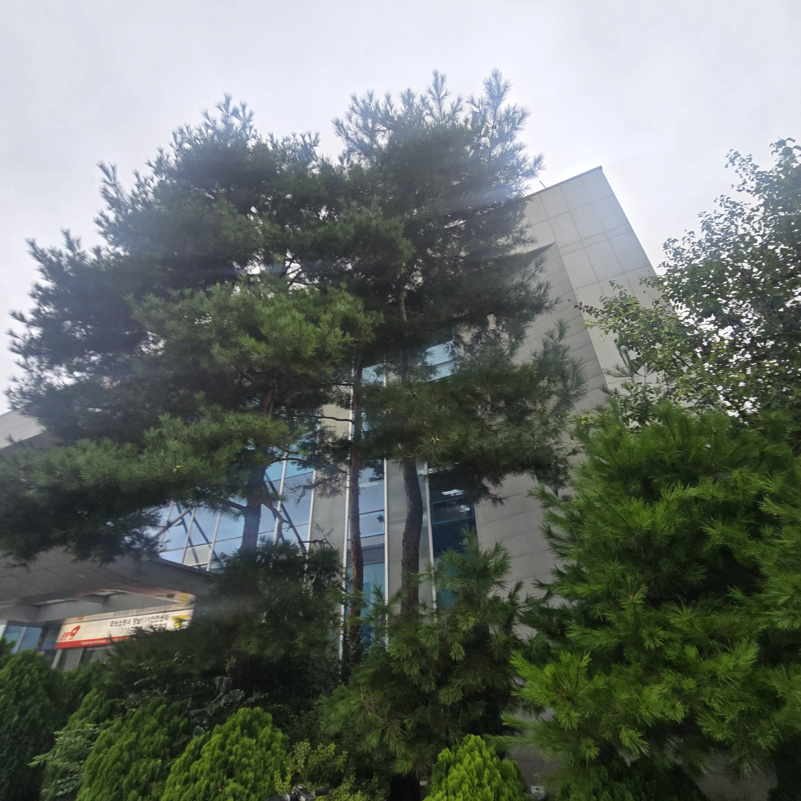 시공 전 - 화성소방서 마당 수목 전지작업, 통행로 확보와 가지치기 정리 집사픽스