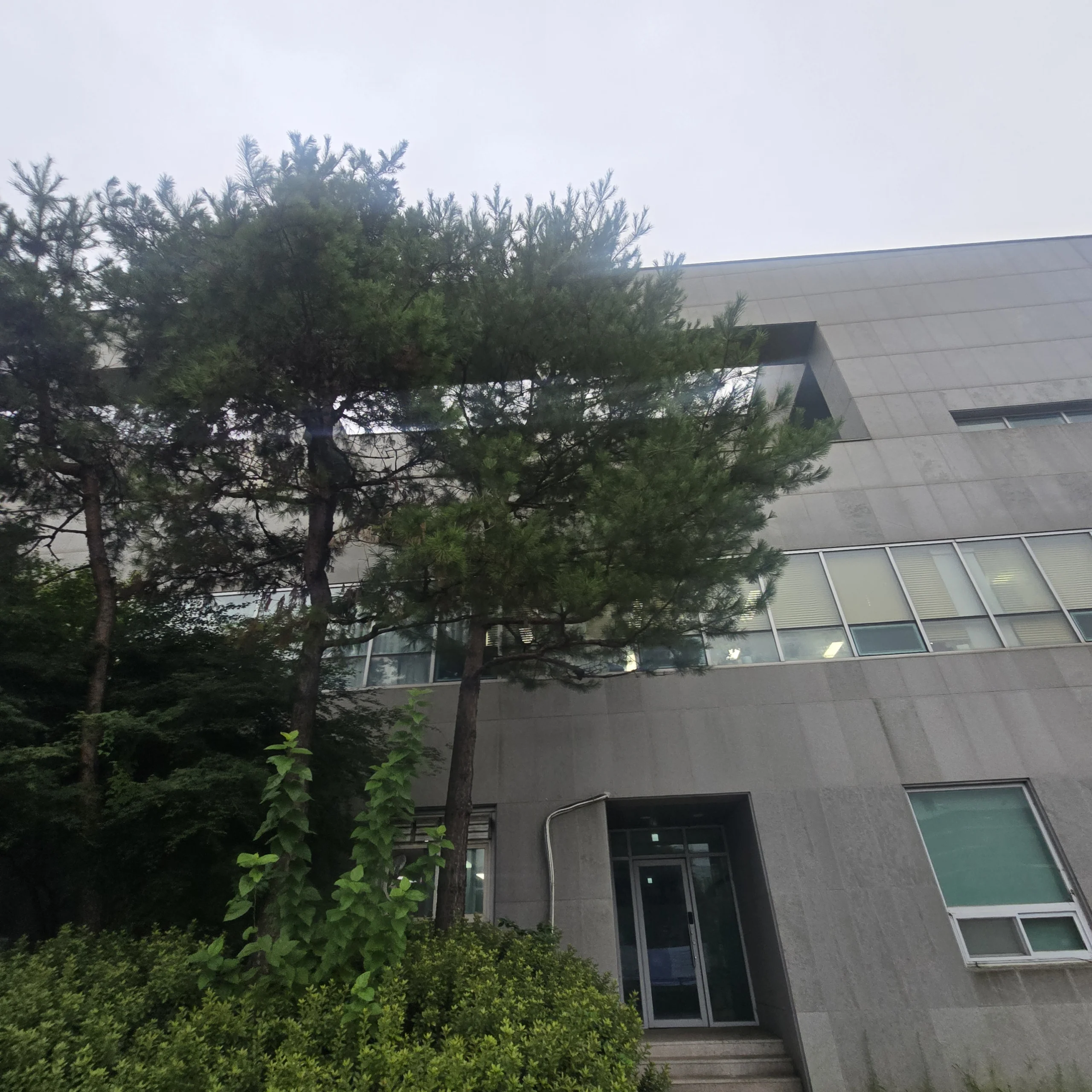 시공 전 - 청라 소나무전지, 방치된 마당 소나무 두 그루 수형 정리 집사픽스