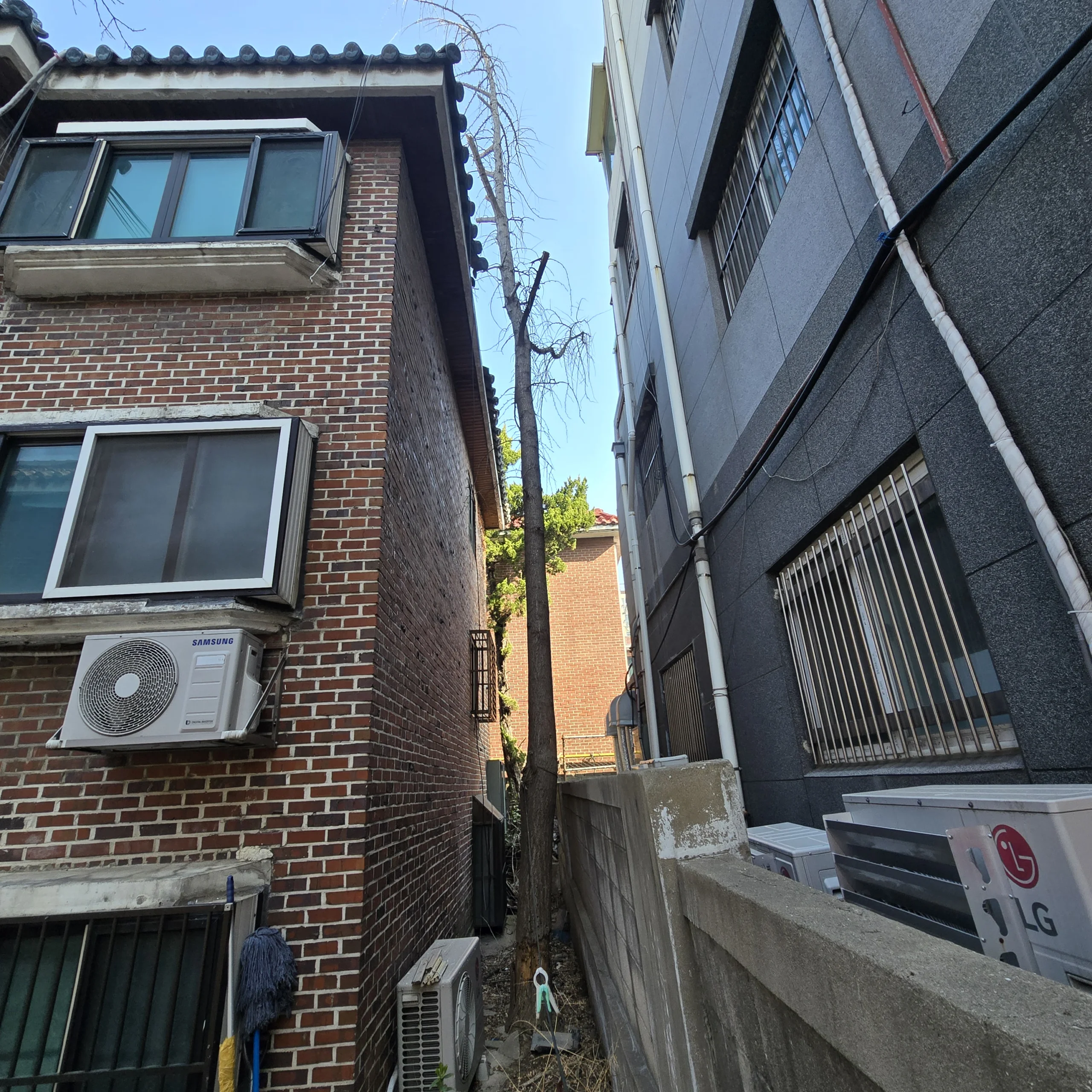 시공 전 - 군포 주택 마당 나무 전지·벌목 — 가지 무게로 담장 눌리기 전에 집사홈