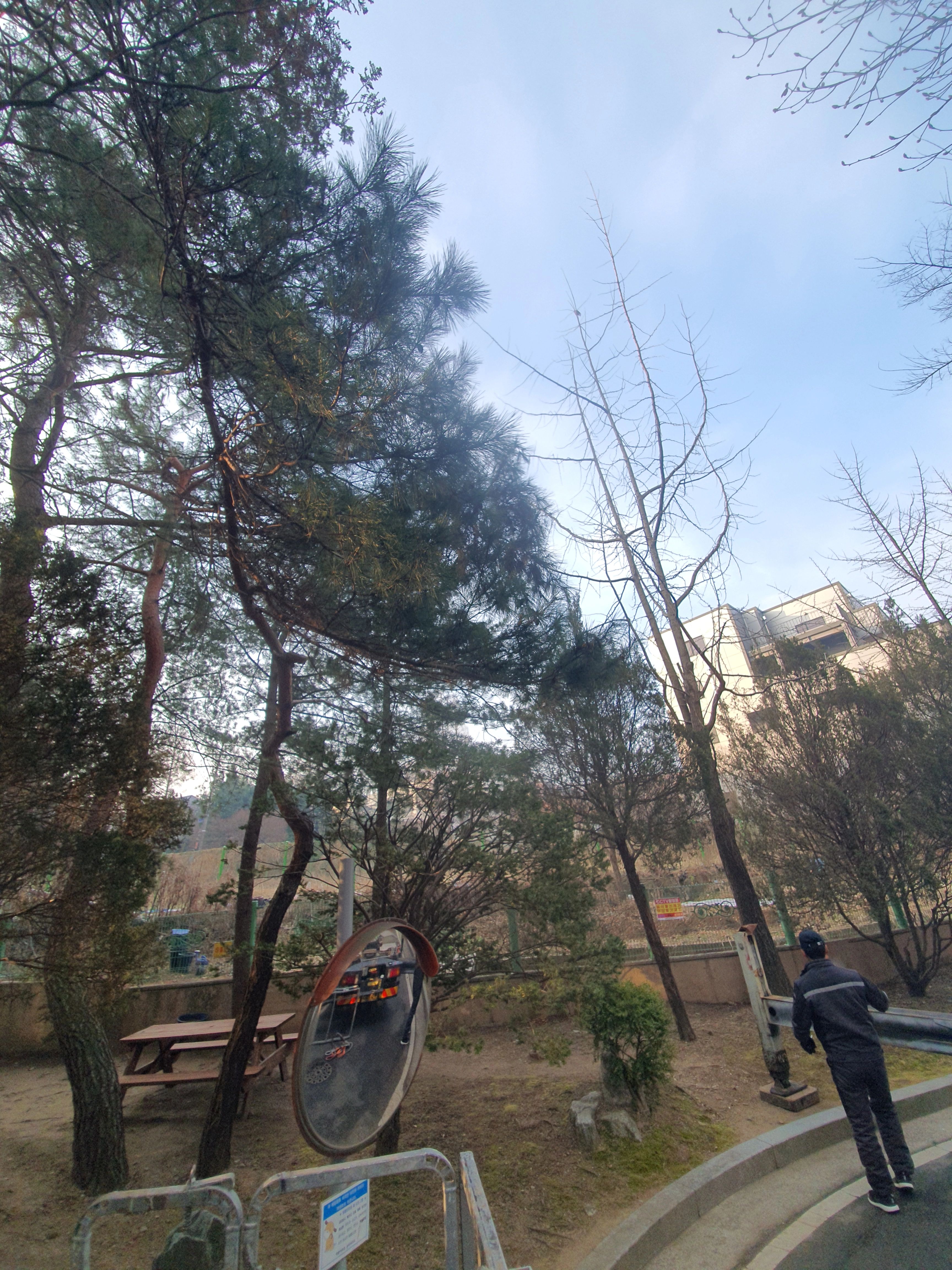 가지치기 시공 — 벌목업체