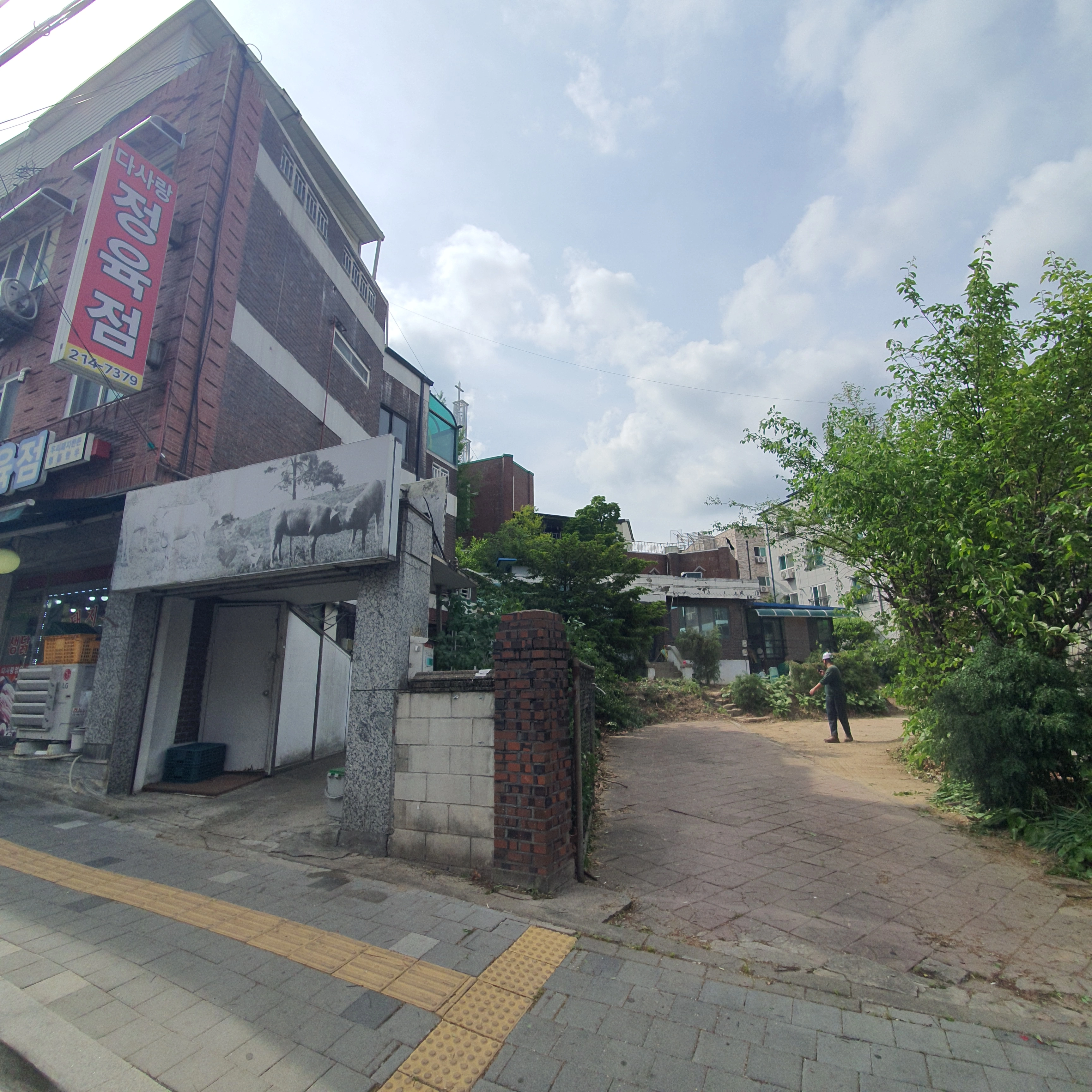 작업 후 느티나무 가지치기