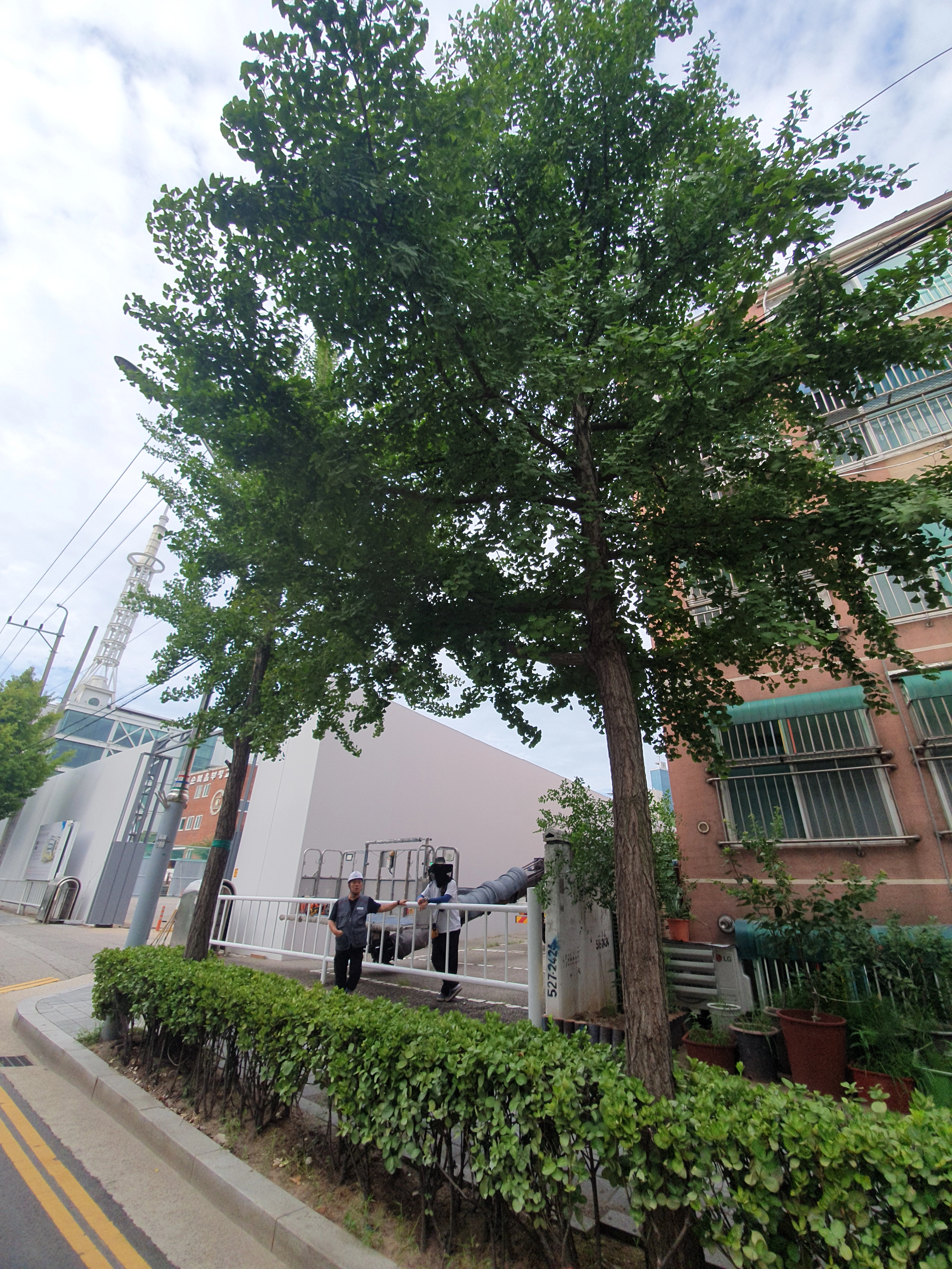 강남 도곡동 건물 기초 인근 뿌리 제거 전