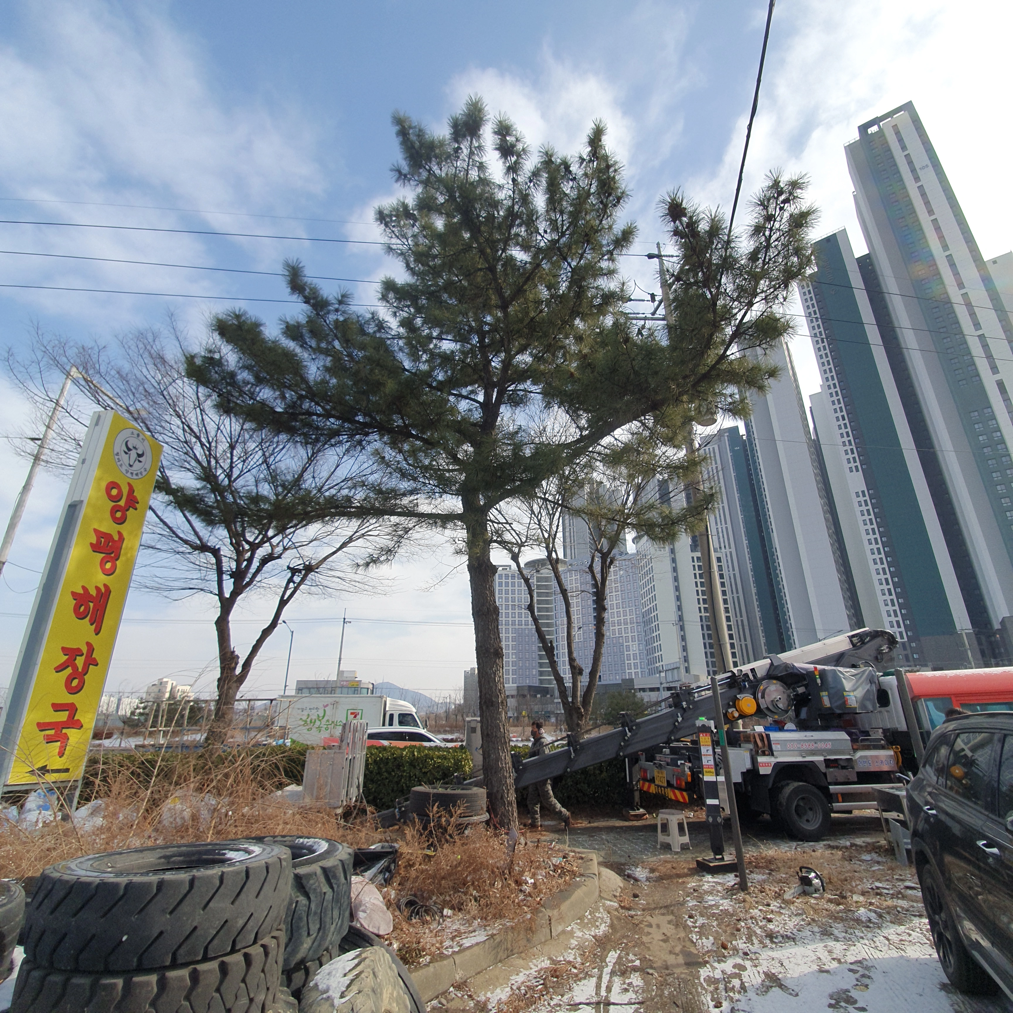 강남 청담동 상가 인근 위험목 처리 전