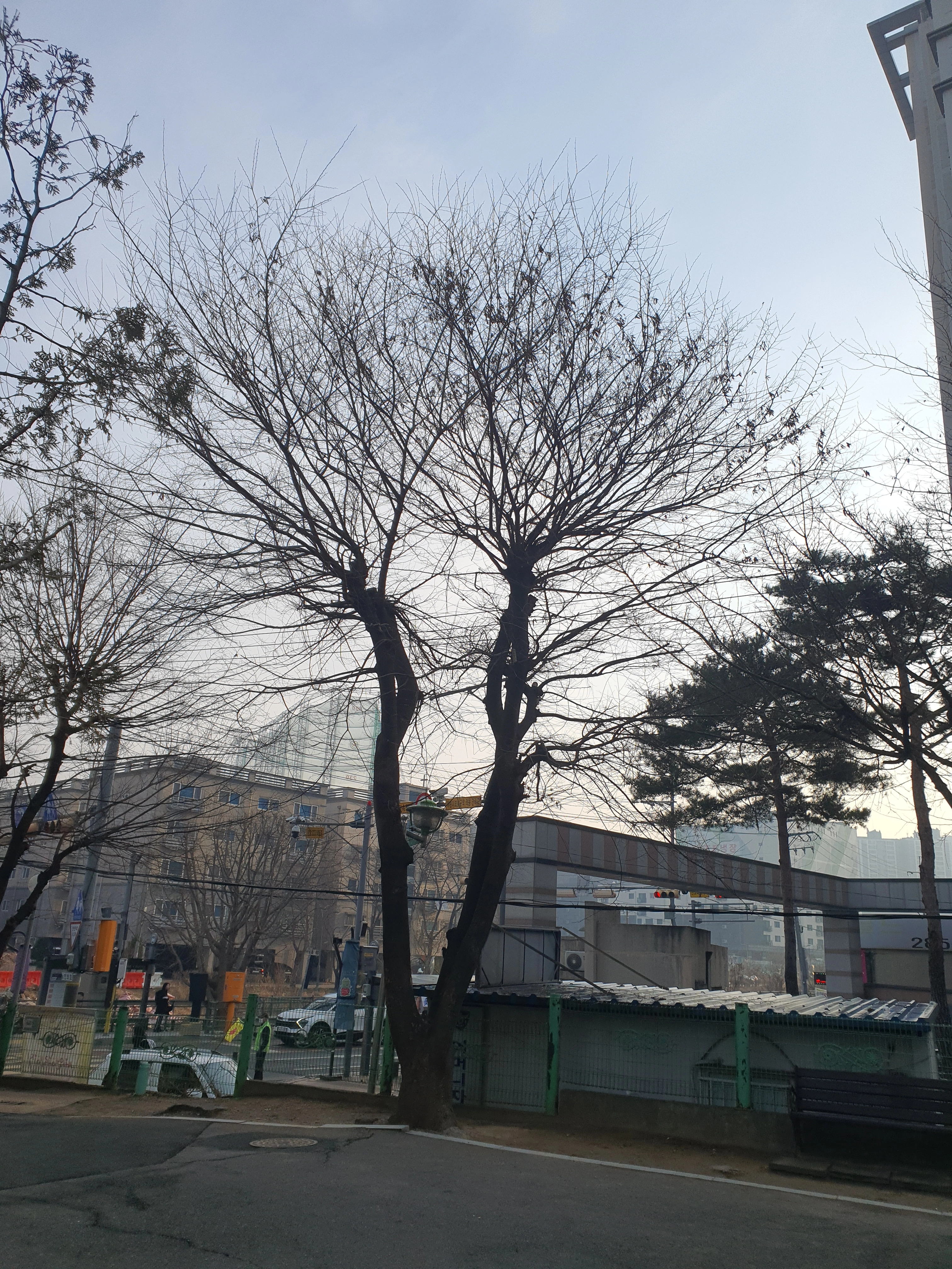 하남 고사목제거 현장 사진