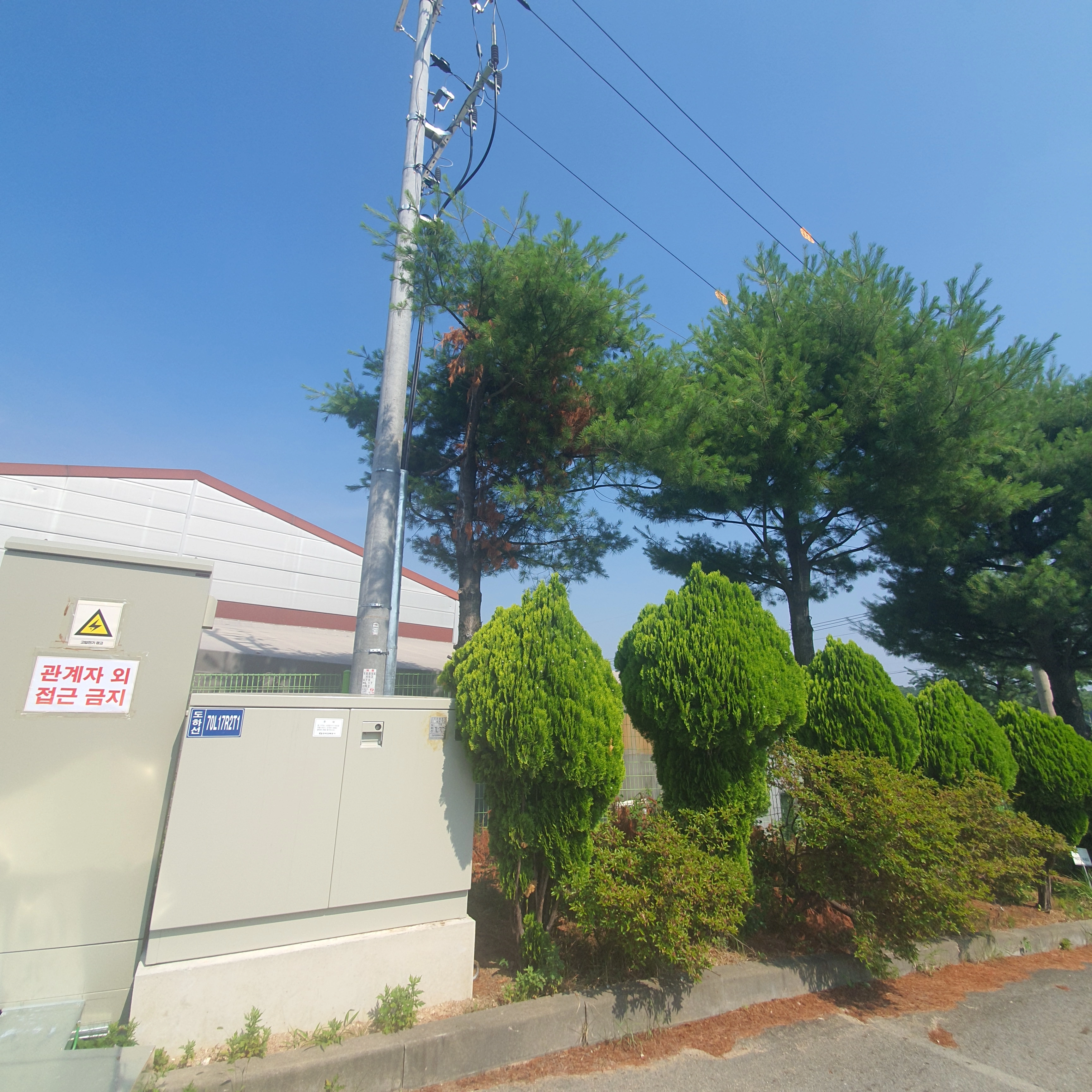 수목전지작업 후 정리된 정원수와 전신주 주변 모습
